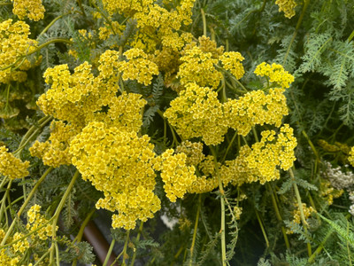 Achillea Firefly Sunshine