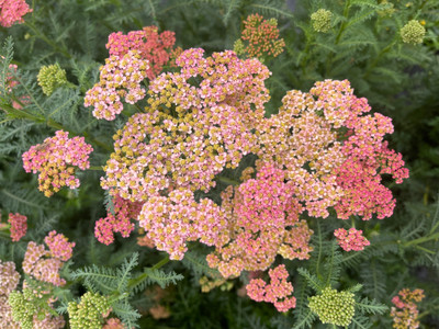 Achillea Sassy Summer Taffy