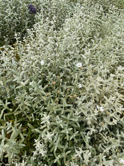 Cerastium tomentosum Yo Yo