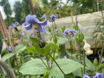 Clematis Stand By Me
