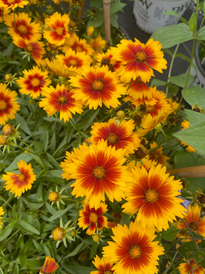 Coreopsis Uptick Gold & Bronze