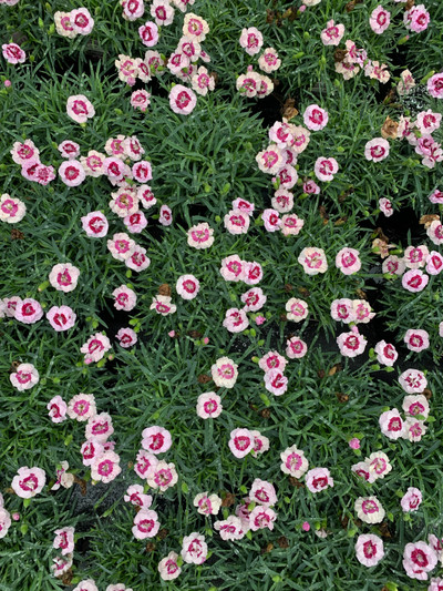 Dianthus Pretty Poppers Kiss and Tell