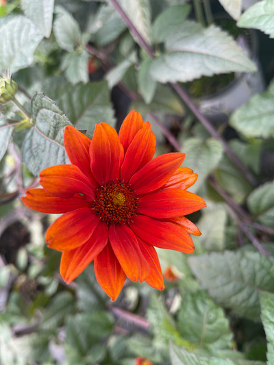 Heliopsis helianthoides var. scabra Bleeding Hearts