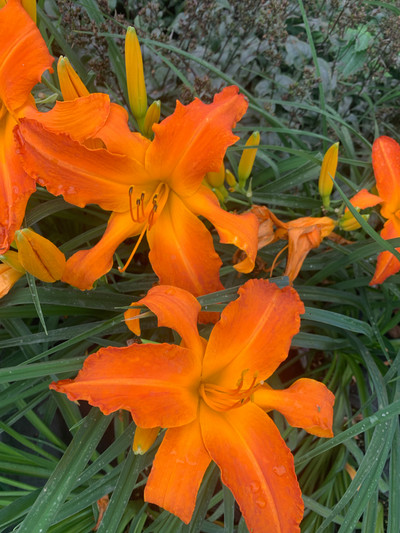 Hemerocallis Primal Scream Rainbow Rhythm