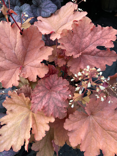 Heuchera Primo Peachberry Ice