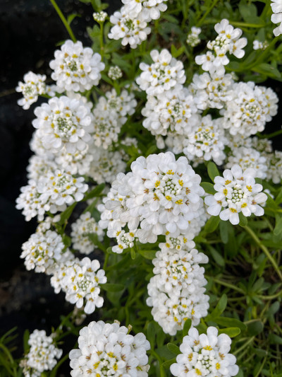Iberis Snowflake