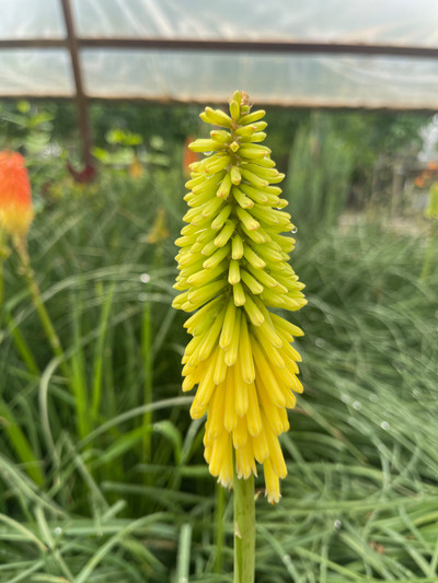 Kniphofia Gold Rush