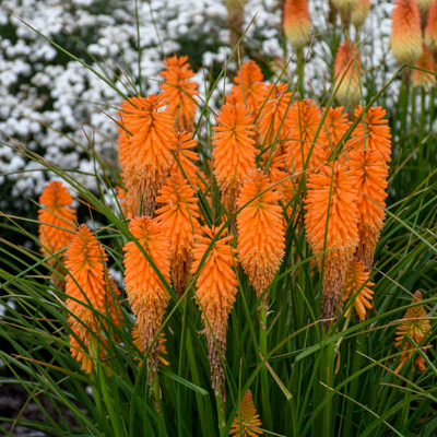Kniphofia Orange Blaze