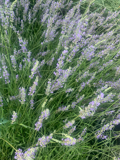 Lavandula x intermedia Grosso