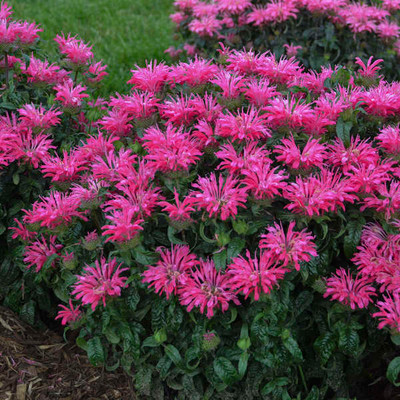Monarda Electric Neon Pink