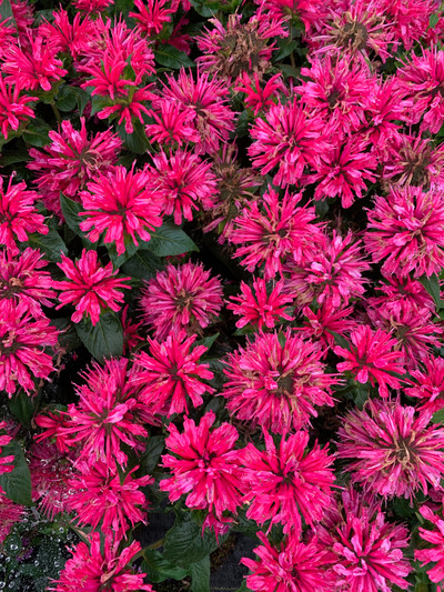 Monarda Pardon My Cerise