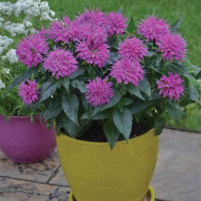 Monarda Pardon My Purple