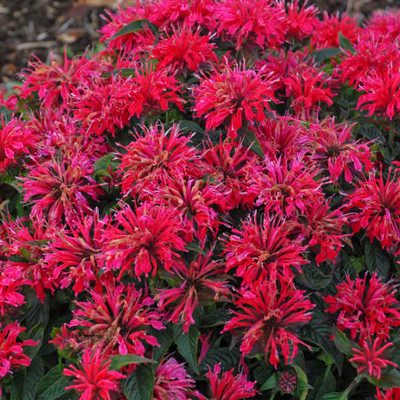 Monarda Cherry Pops