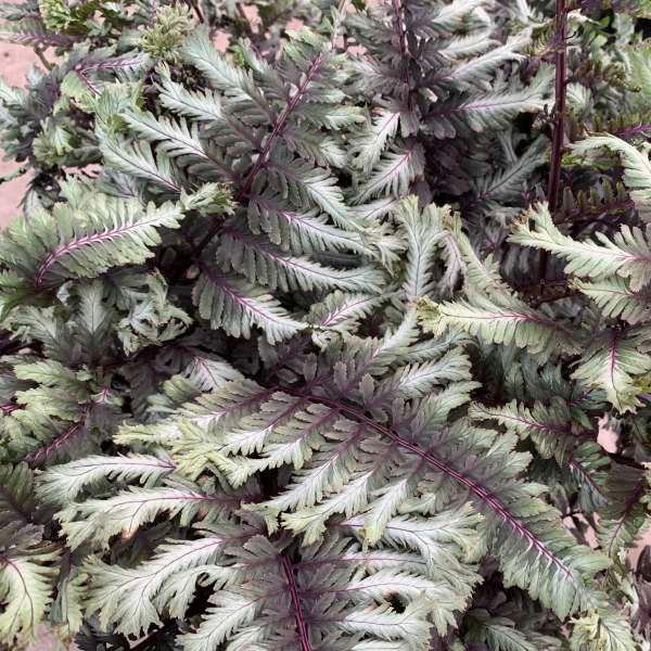 Photo is courtesy of Walters Gardens Inc. 
