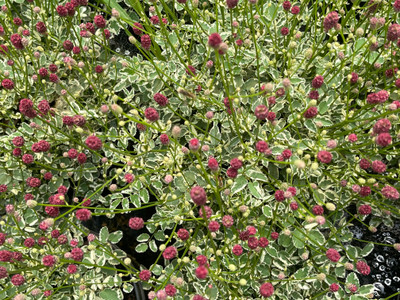 Sanguisorba Little Angel