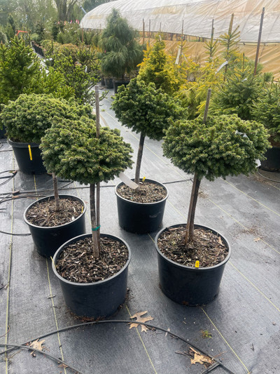 Picea Abies 'Malena' 