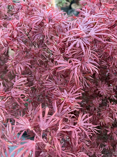 Acer Palmatum 'Fireball'