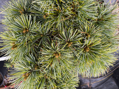 Pinus Koraiensis 'KG Broom' 6 gallon
