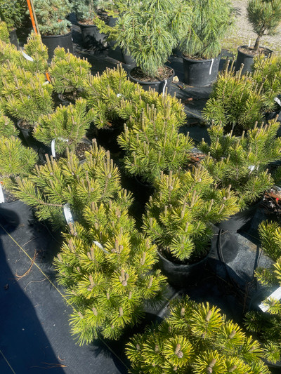 Pinus Mugo 'Carsten's Winter Gold' 3 gallon