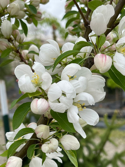 Crab Apple Tree 'Spring Snow'