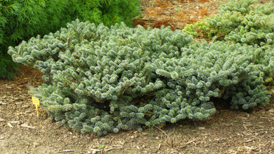 Abies Koreana 'True Blue' 