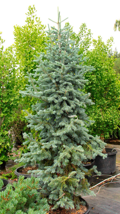 Abies Koreocarpa 'Hurricane Blue' 
