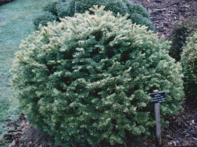 Abies Lasiocarpa 'Green Globe' 
