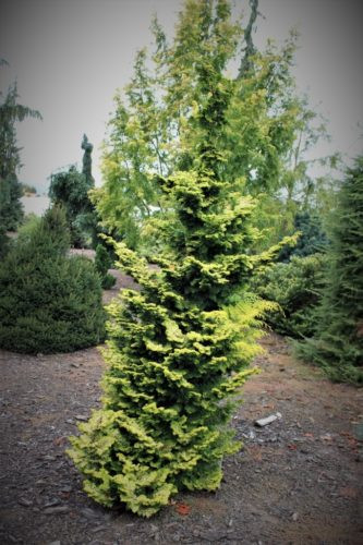 Chamaecyparis Obtusa 'Gold Post'