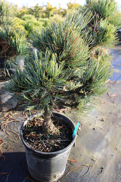Pinus Cembra 'Otztal' 