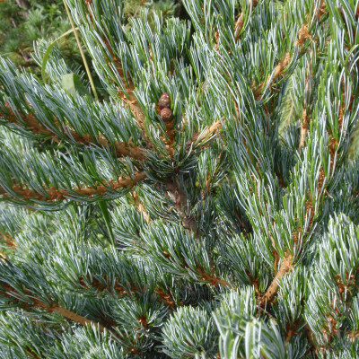 Pinus Parviflora 'Cleary' 20 Gallon