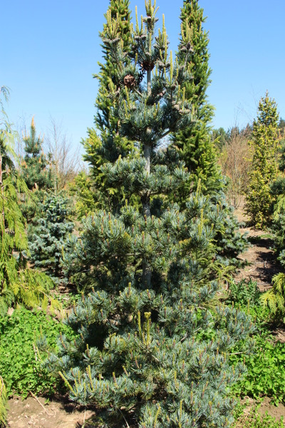 Pinus Parviflora 'Temelhof'