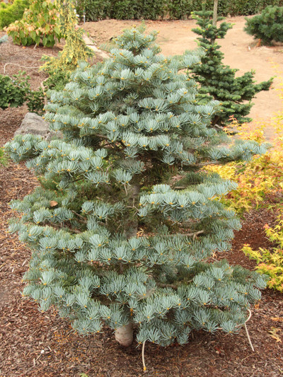 Abies Concolor 'Archer's Dwarf'