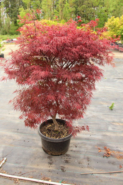 Acer Palmatum 'Firecracker'