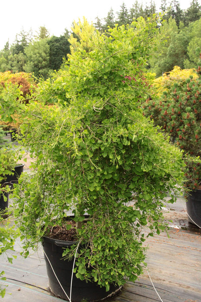 Ginkgo Biloba 'Weeping Wonder' 