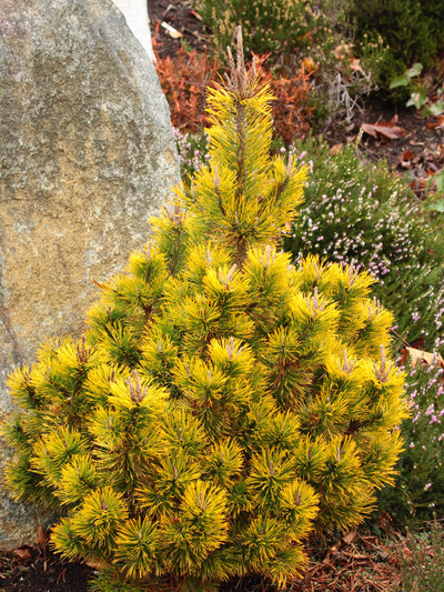 Pinus Mugo 'Amber Gold' 