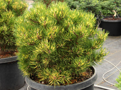 Pinus Mugo 'Sunshine' 