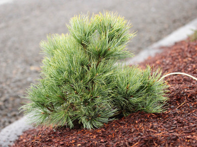 Pinus Strobiformis 'Marshall Gulch' 