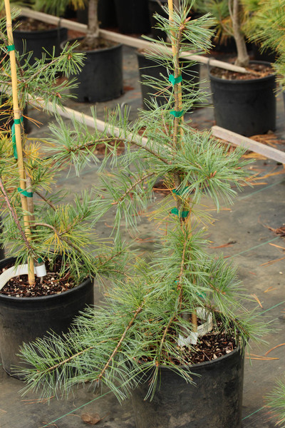 Pinus Strobus 'Bob's Whiskers' 