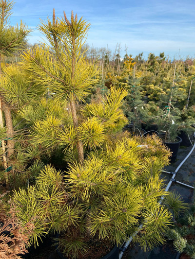 Pinus Sylvestris 'Filip's Yellow Fellow'