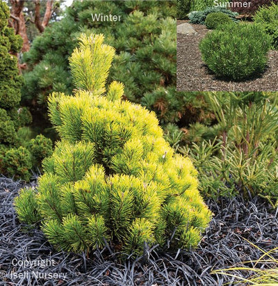 Pinus Mugo 'Wintersonne' 