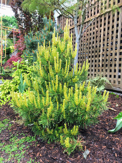 Pinus Sylvestris 'Trollguld' 6 gallon