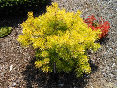 Pinus Sylvestris 'Trollguld' 3 gallon