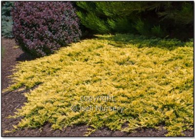 Juniperus Horizontales 'Mother Lode' 