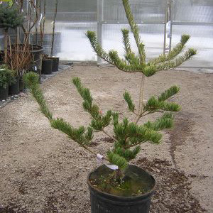 Pinus Parviflora ’Fukai’