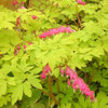 Dicentra 'Gold Heart' has glowing chartreuse yellow foliage and bright pink flowers