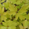The chartreuse yellow foliage of 'Gold Heart 'Dicentra'