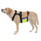 ChillyDog Hi Vis Harness