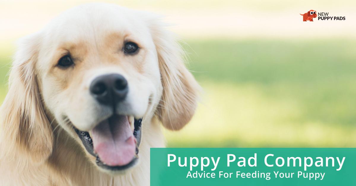 puppy pad company advice