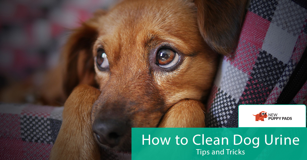 How To Clean Dog Urine Tips And Tricks New Puppy Pads