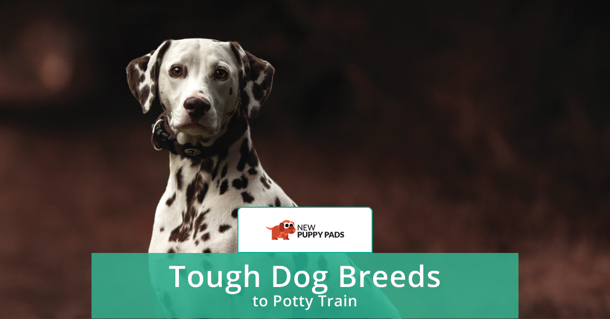 dogs easiest to potty train